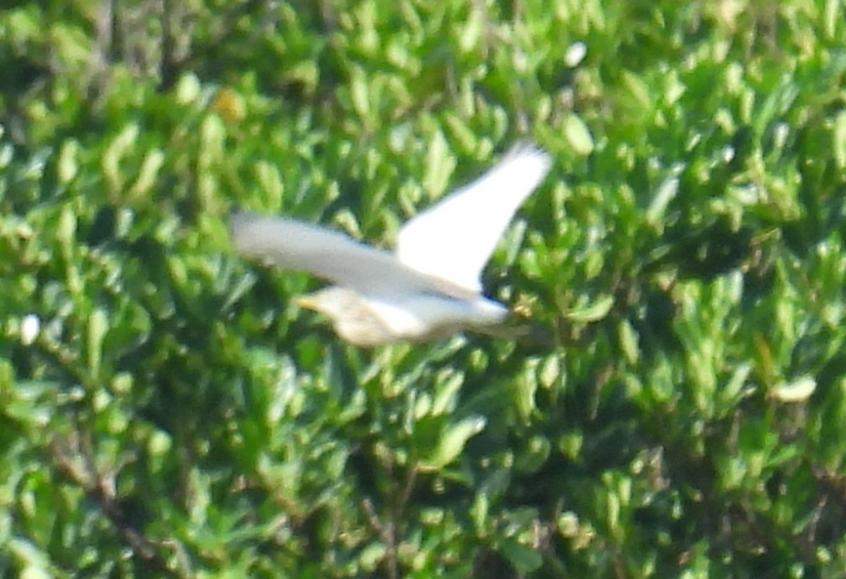 Chinese Pond-Heron - ML644900722