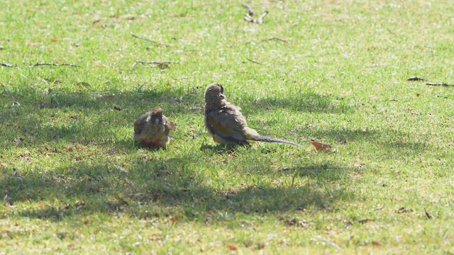 Mavi Yüzlü Papağan - ML644900723