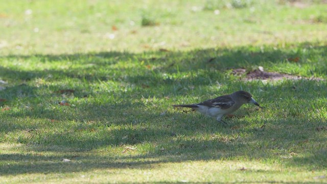 Gri Sırtlı Kasapkuşu - ML644900733