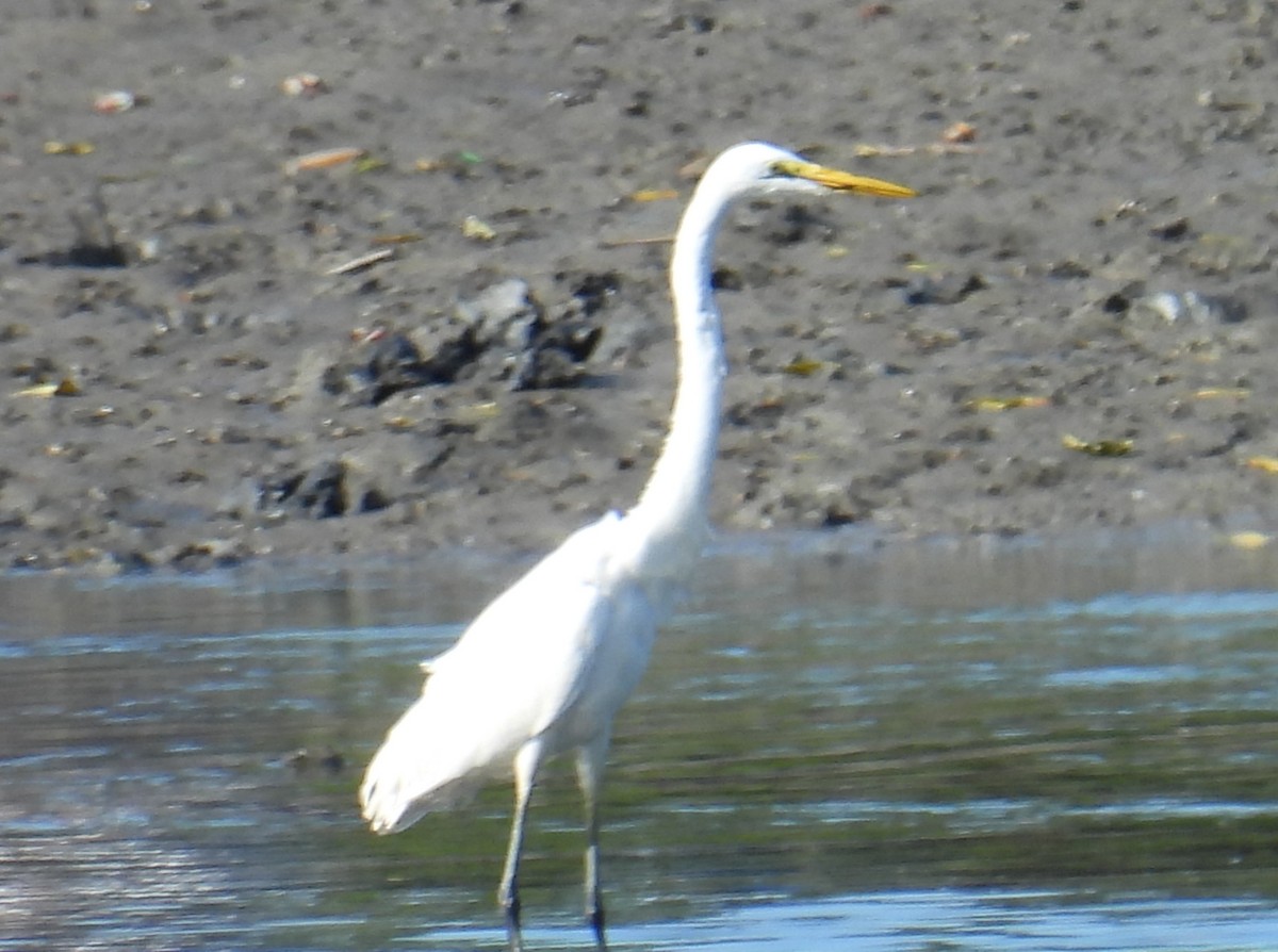Great Egret - ML644900740