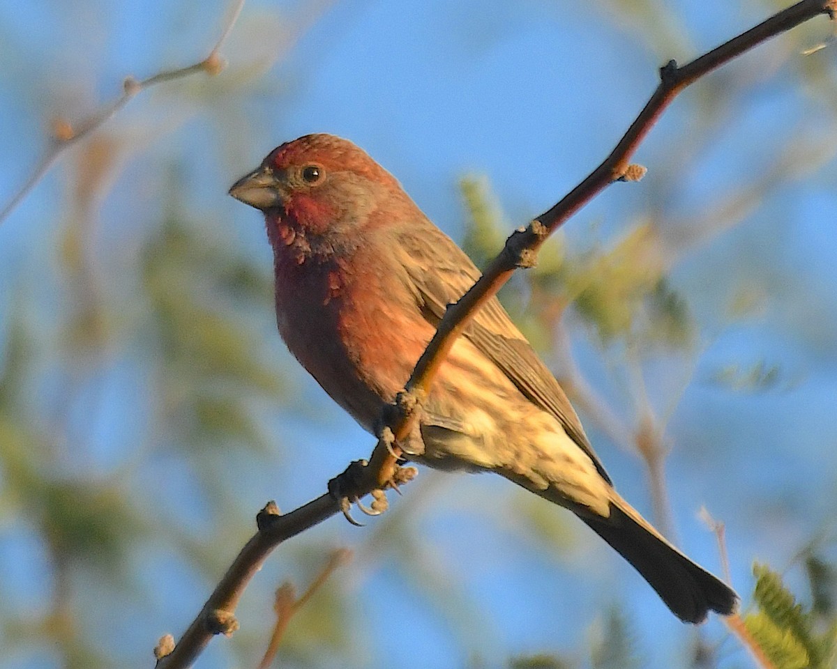 Roselin familier - ML644900746