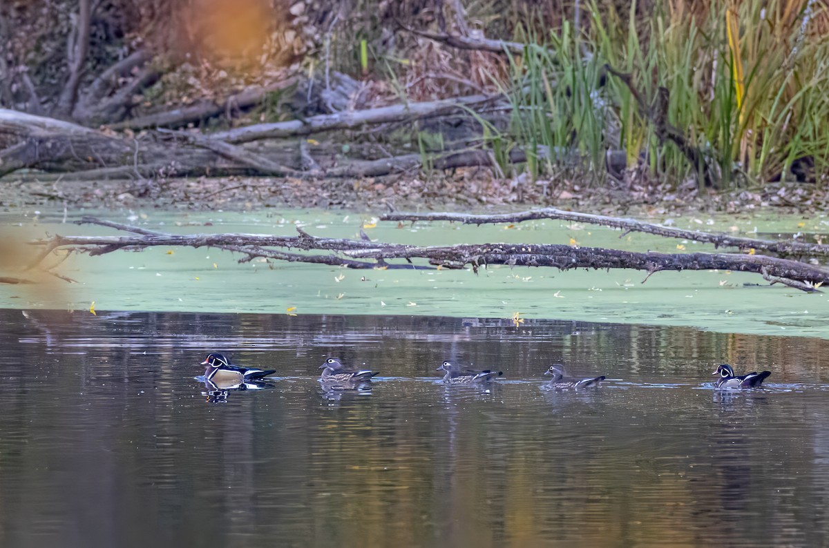 美洲鴛鴦 - ML644900756