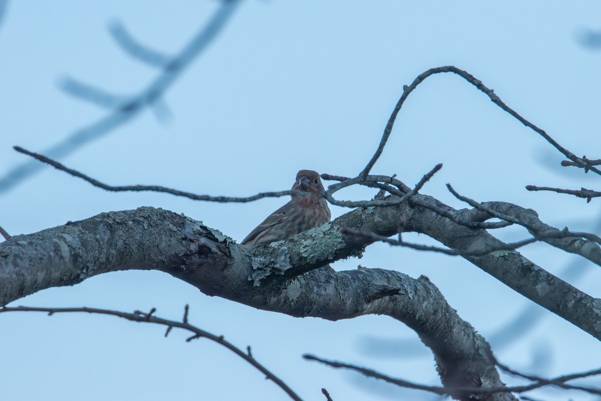 Roselin familier - ML644900761