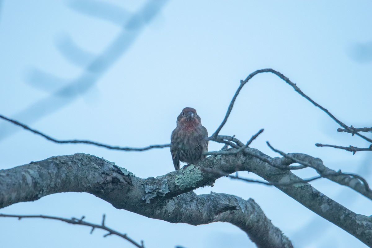 Roselin familier - ML644900767