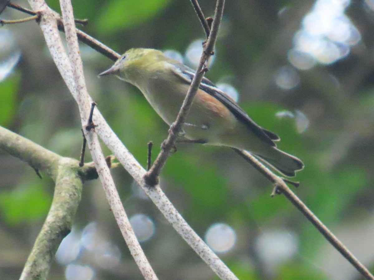 Пісняр-лісовик каштановий - ML644900769