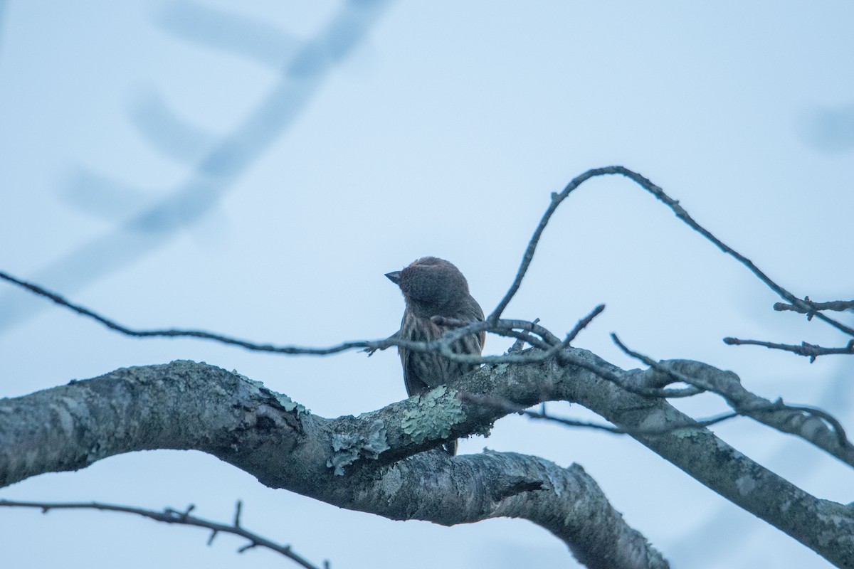 Roselin familier - ML644900777