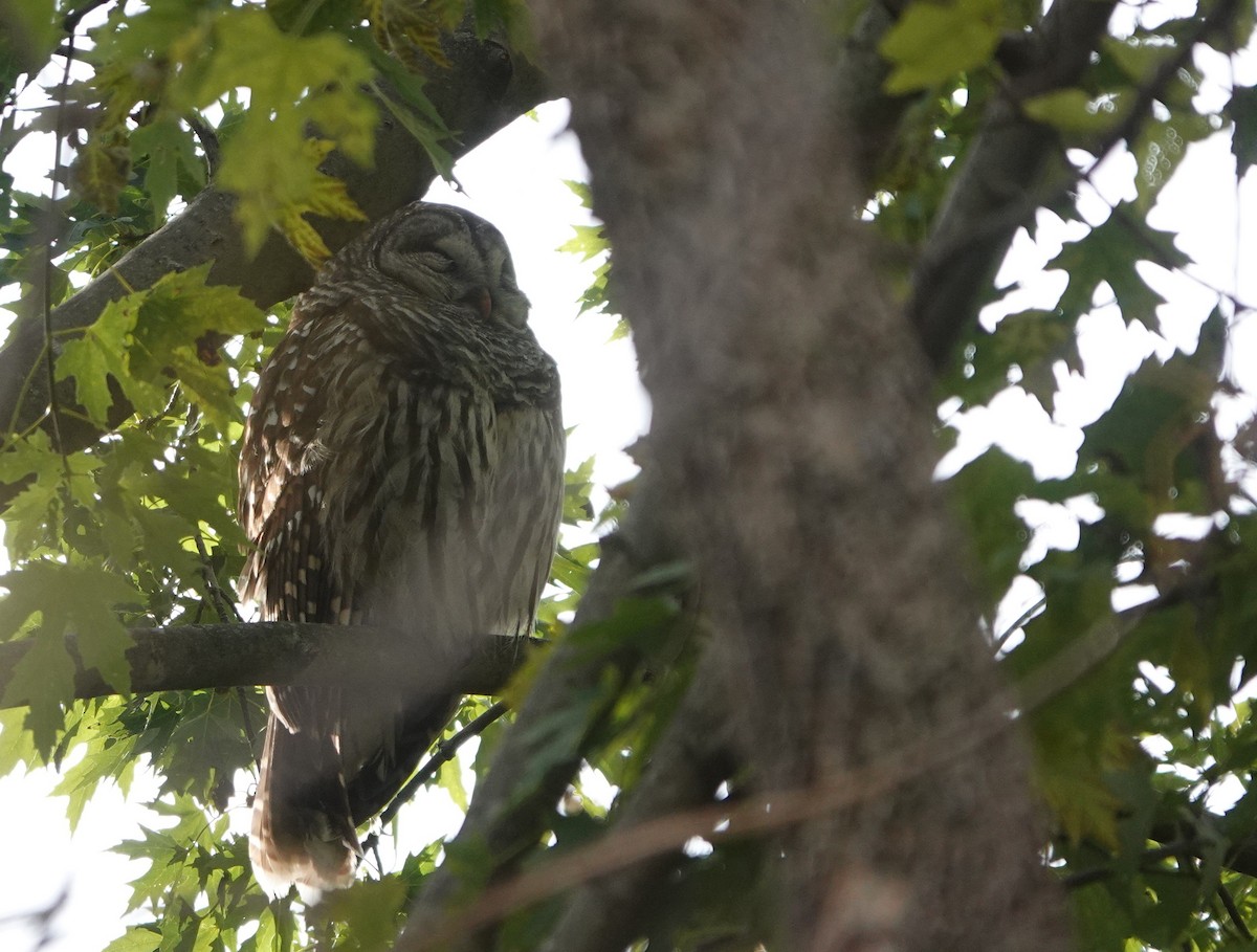 Barred Owl - ML644900783