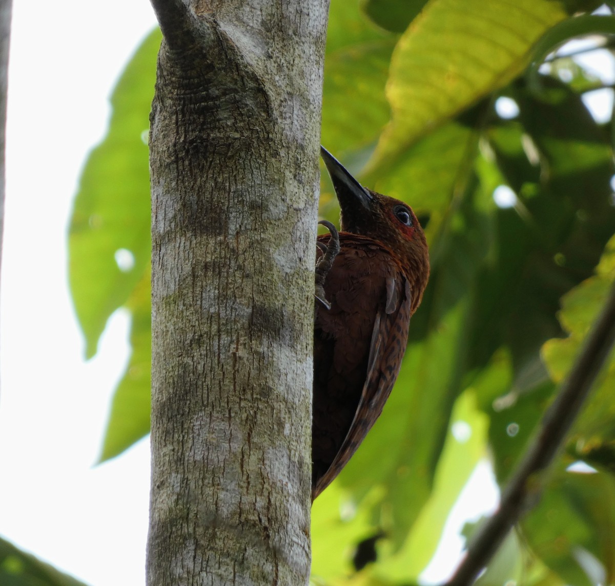 datel rezavý - ML644900794