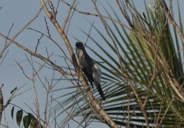 White-rumped Cuckooshrike - ML644900795