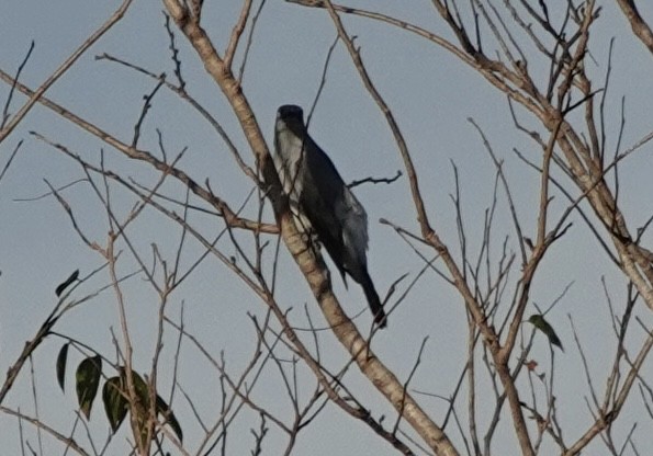 White-rumped Cuckooshrike - ML644900796