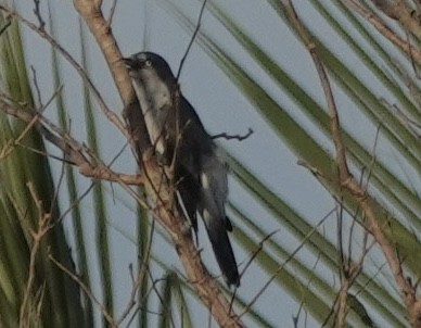 White-rumped Cuckooshrike - ML644900797