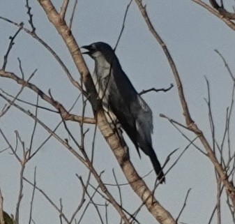 White-rumped Cuckooshrike - ML644900798