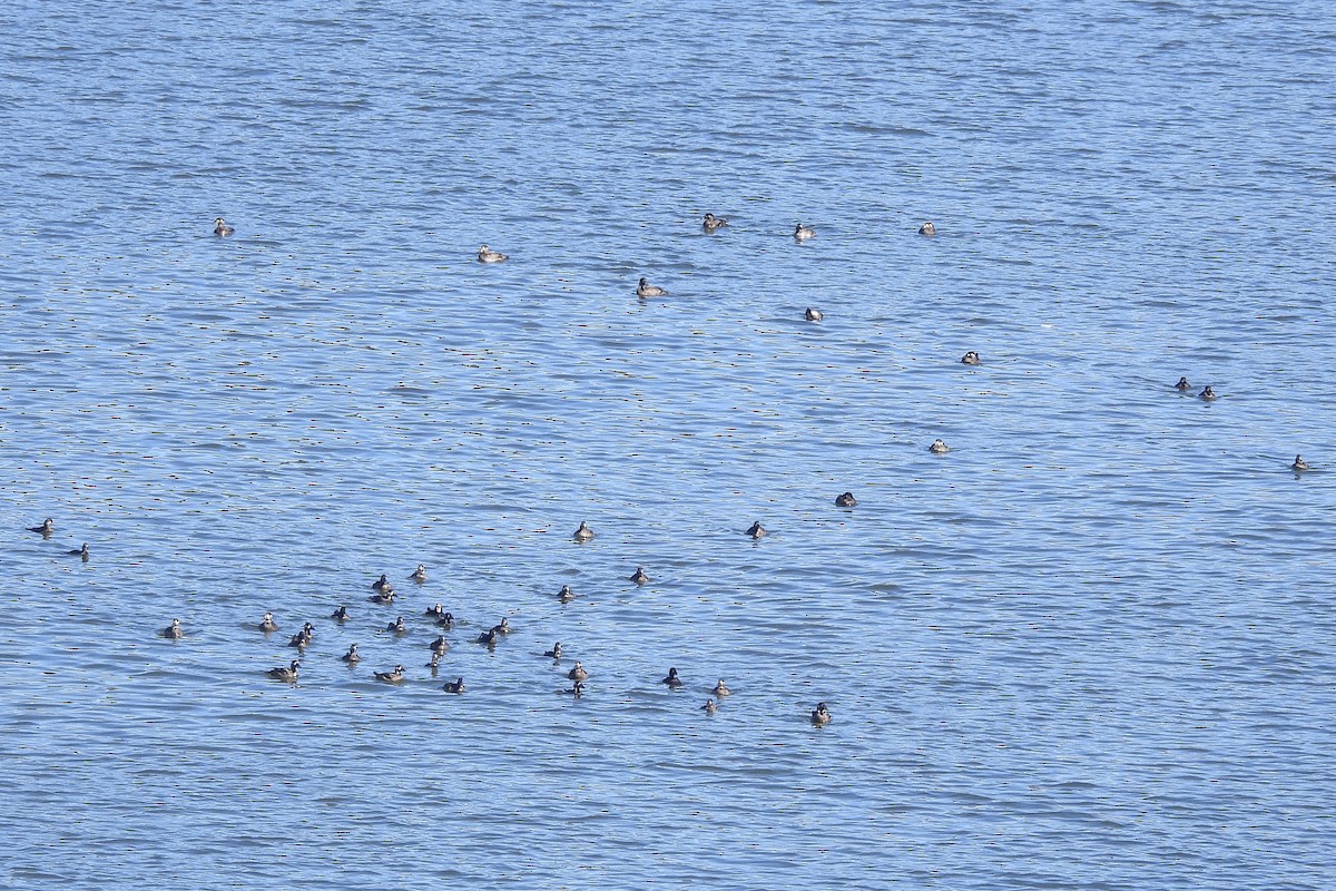 Surf Scoter - ML644900799