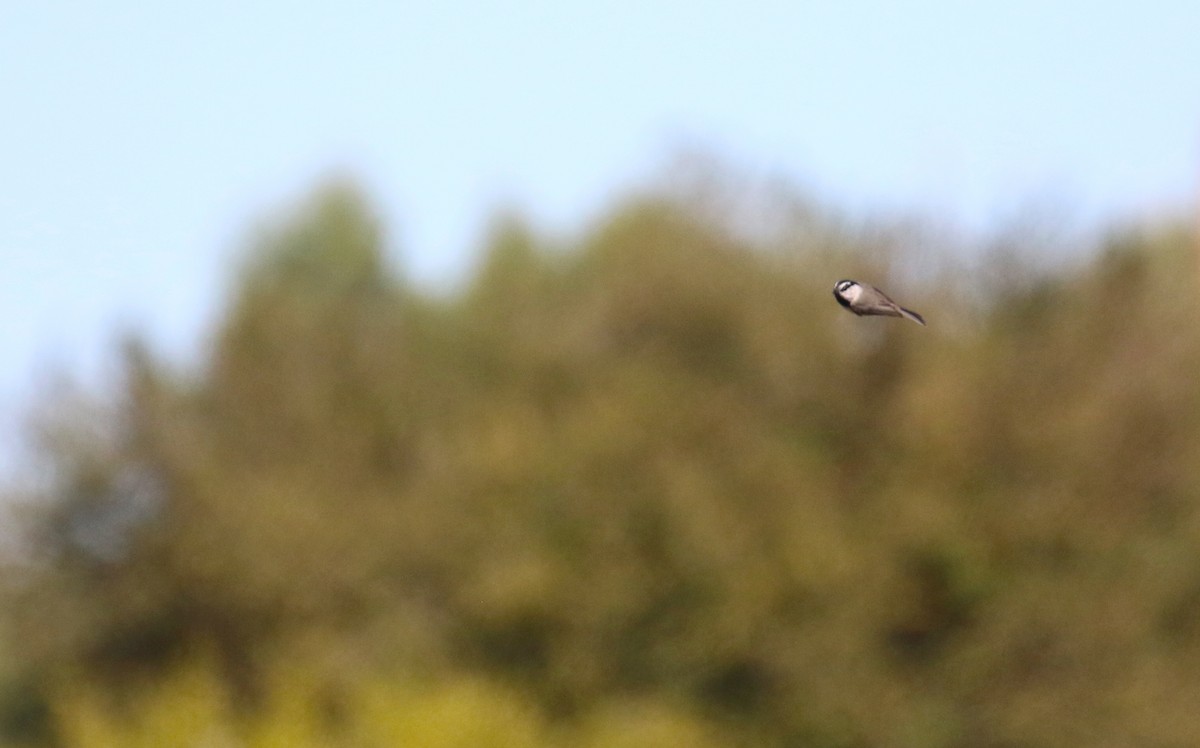 Mountain Chickadee - ML644900800