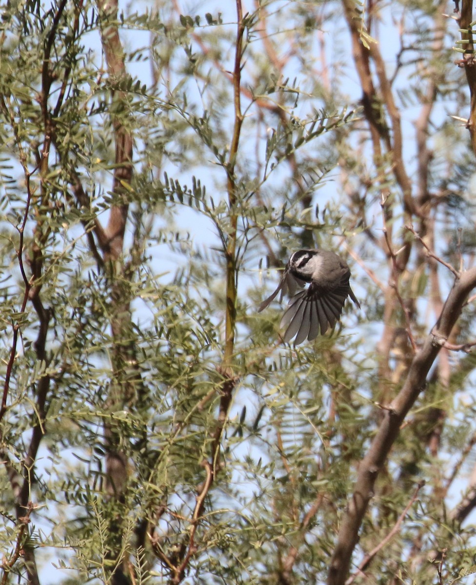 Mountain Chickadee - ML644900801