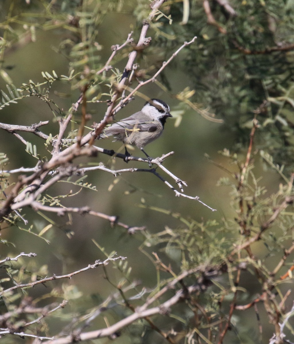 Mountain Chickadee - ML644900802