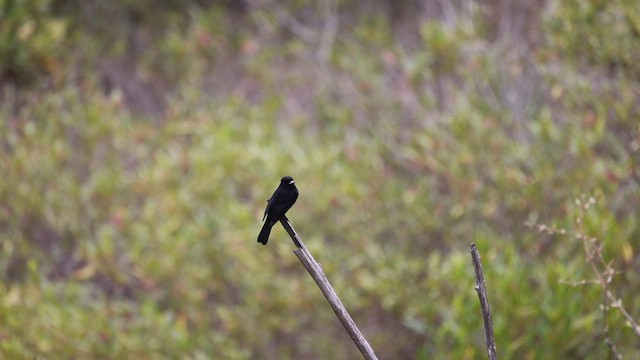 Ak Kanatlı Esmer Tiran - ML644900805