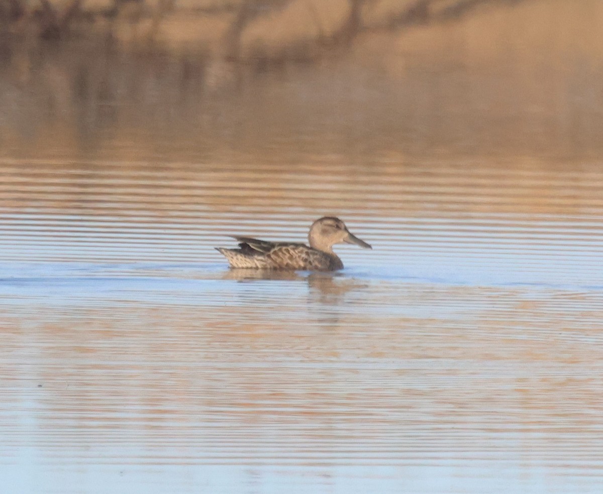 Zertzeta hegalurdina - ML644900813