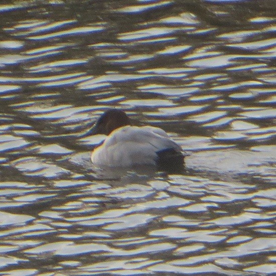 Canvasback - ML644900832