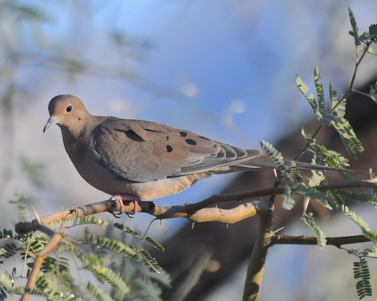 hrdlička karolínská - ML644900874