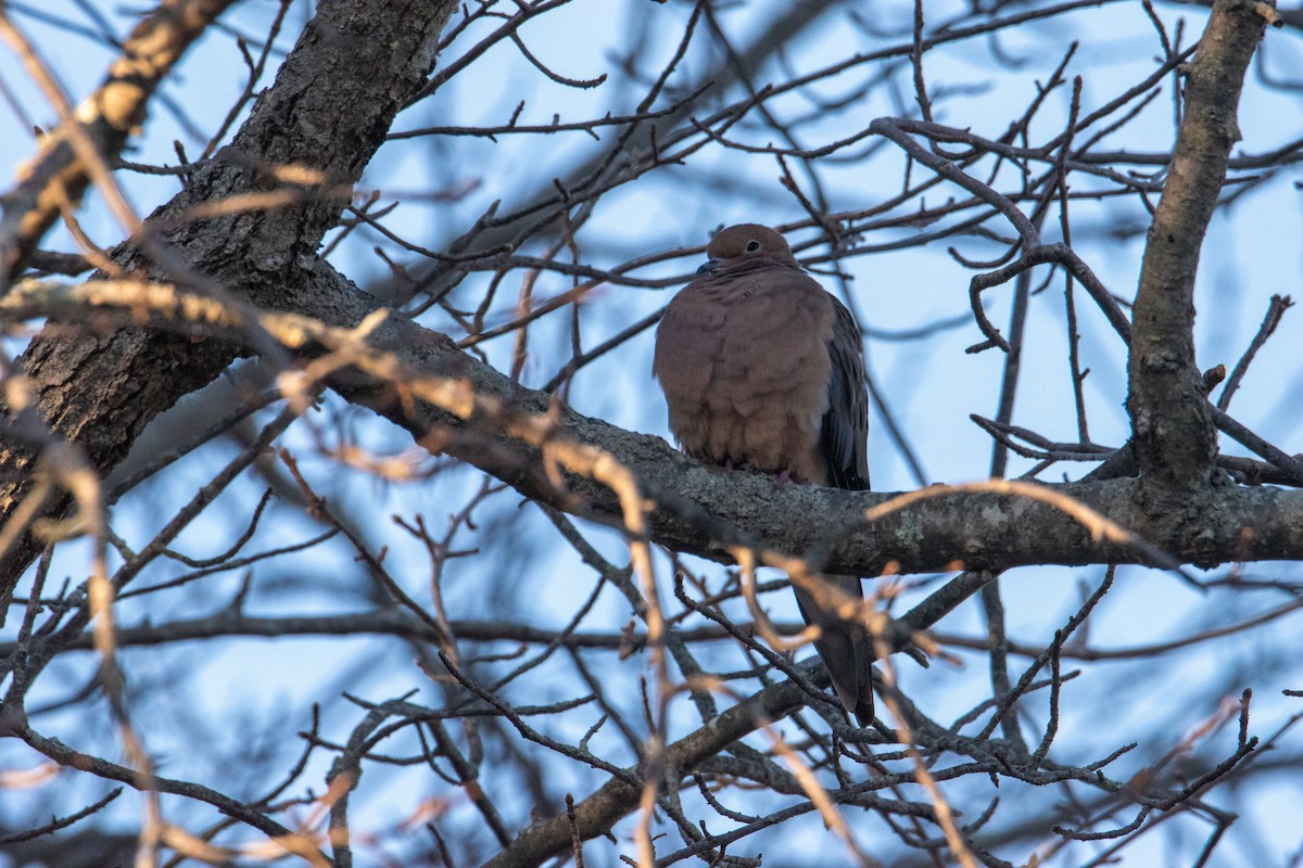 hrdlička karolínská - ML644900897