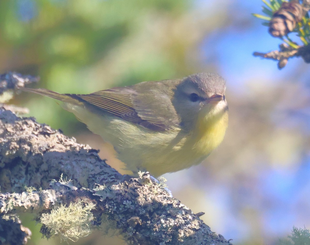 Philadelphia Vireo - ML644900898