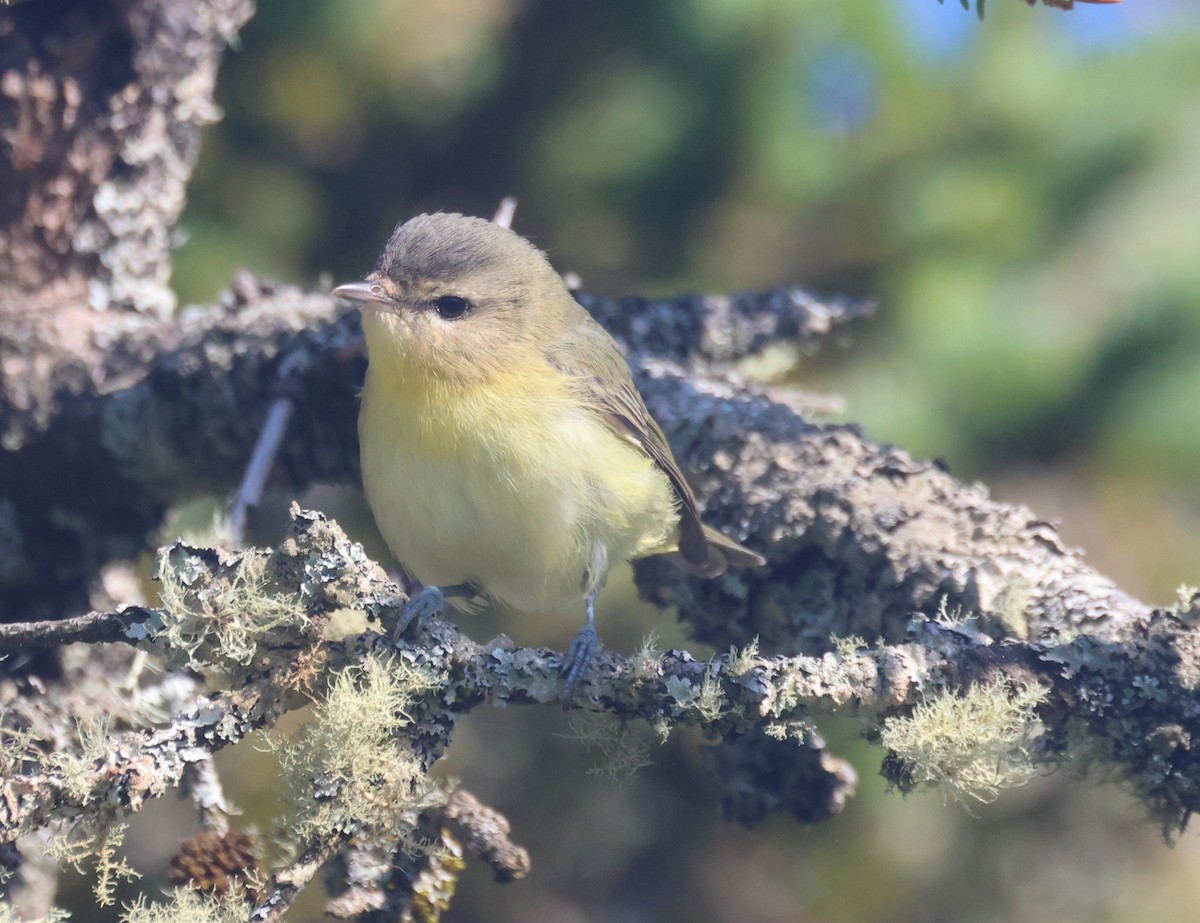 Philadelphia Vireo - ML644900899