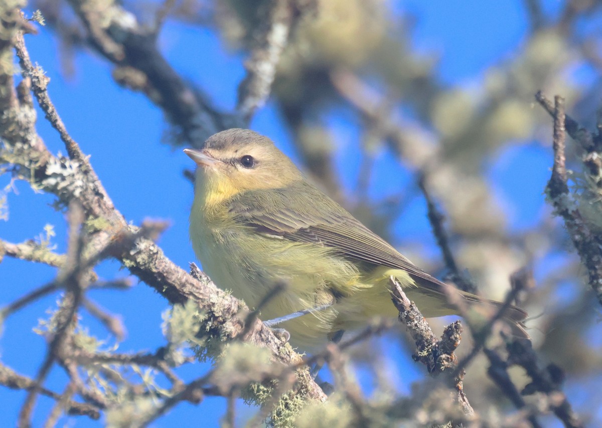 Philadelphia Vireo - ML644900900