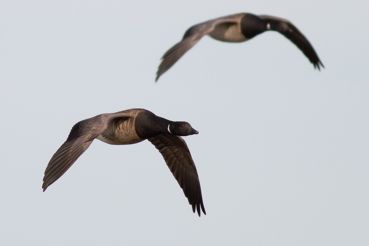 コクガン（hrota） - ML644900909