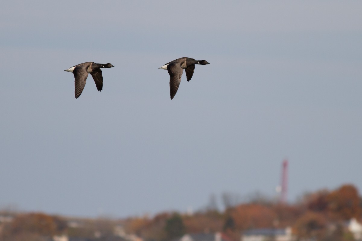 コクガン（hrota） - ML644900910