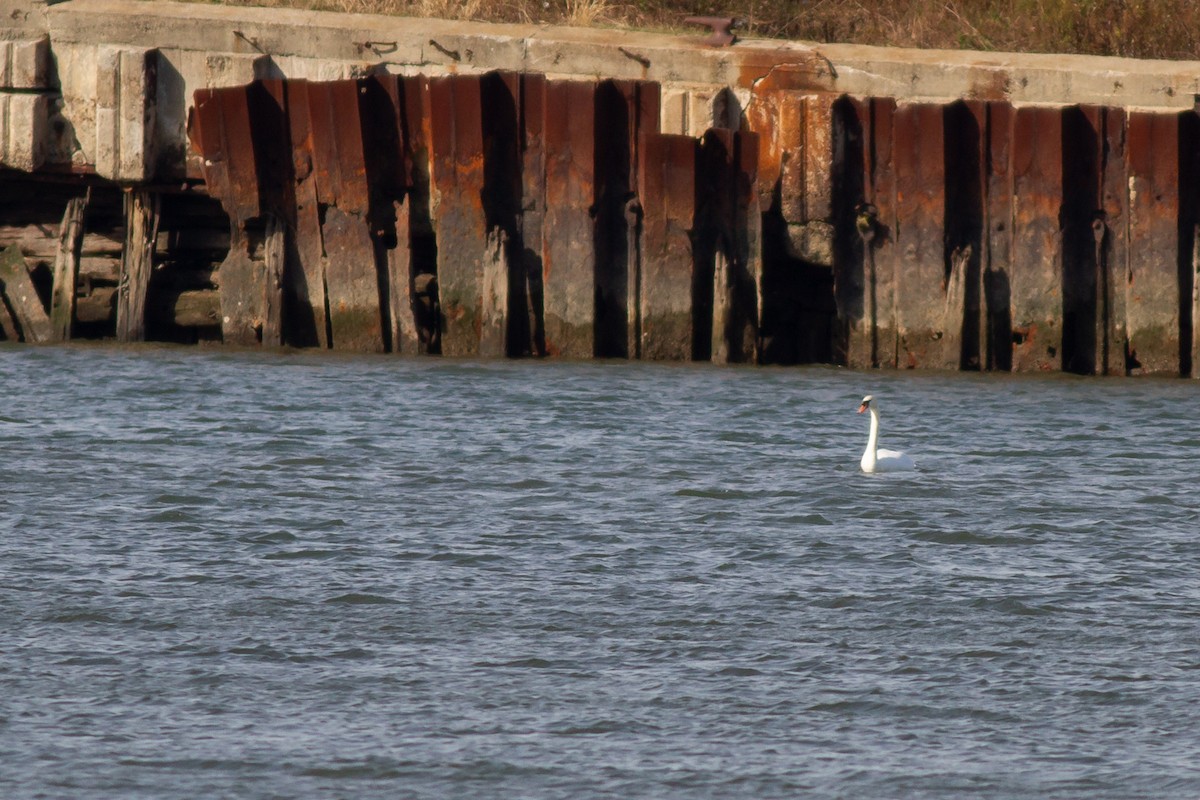 Mute Swan - ML644900916
