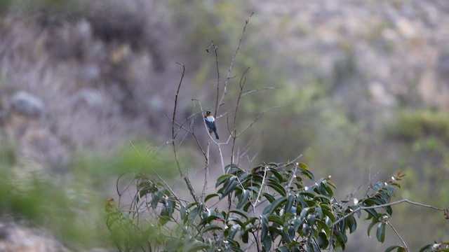 Gümüşi Tangara - ML644900919