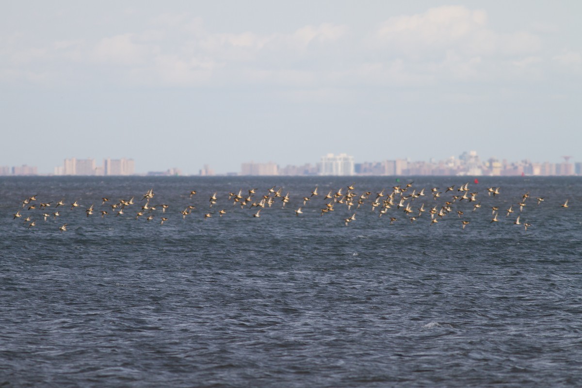 コガモ - ML644900923