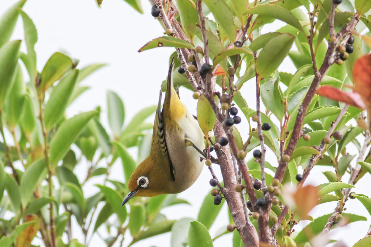 Окулярник японський - ML644900924