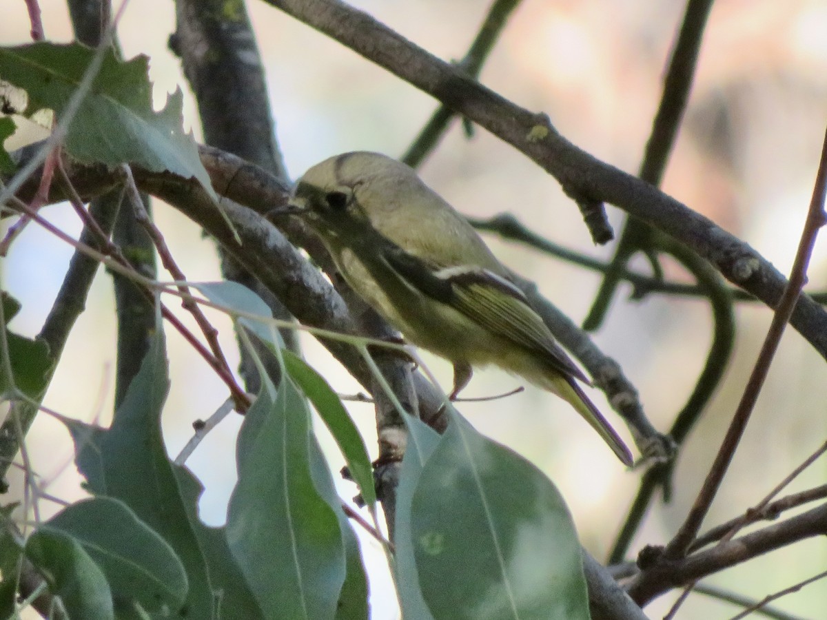 Ruby-crowned Kinglet - ML644900929