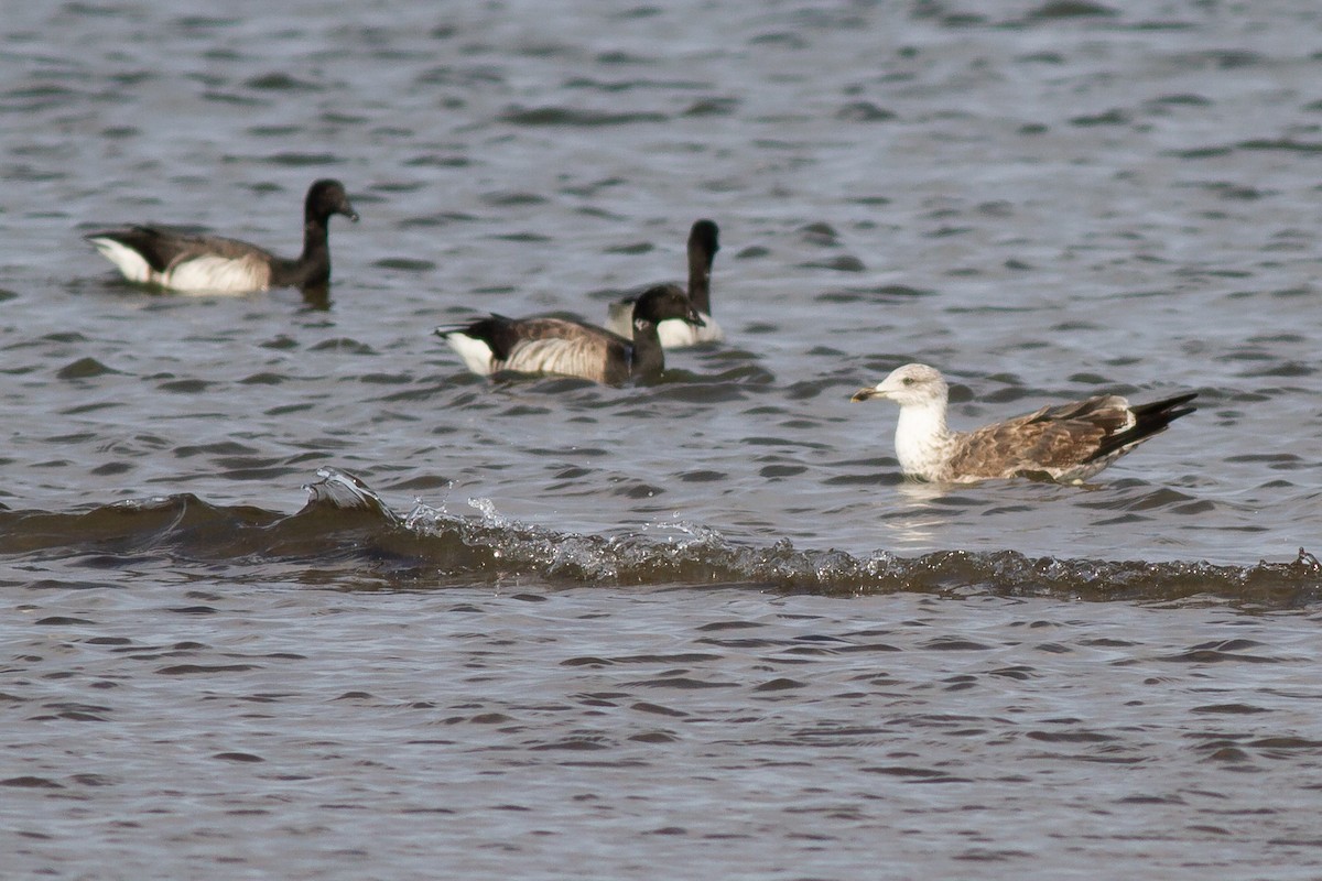 ニシセグロカモメ - ML644900935