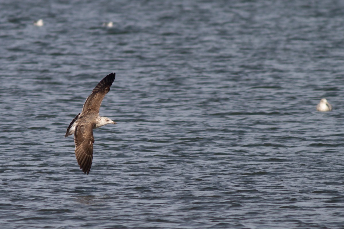 ニシセグロカモメ - ML644900940