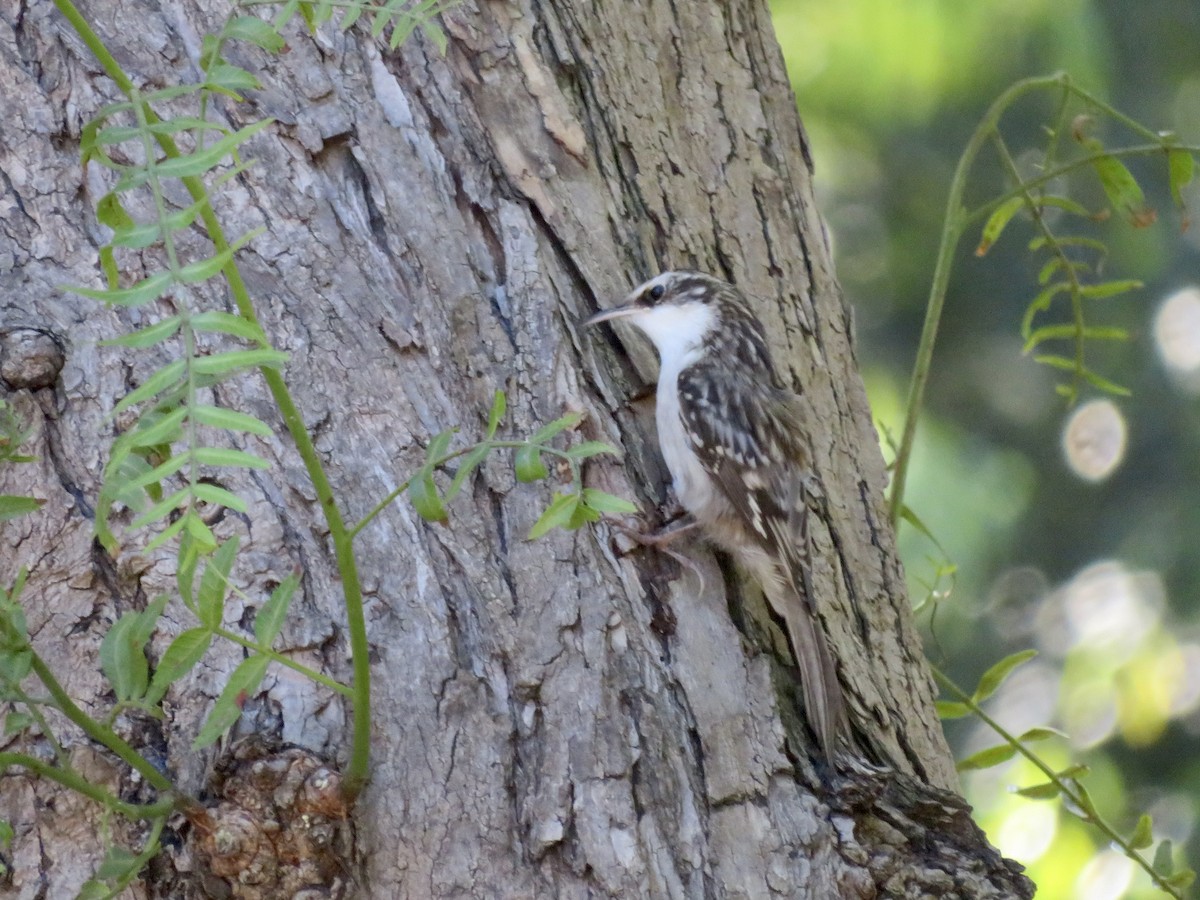 amerikatrekryper - ML644900941