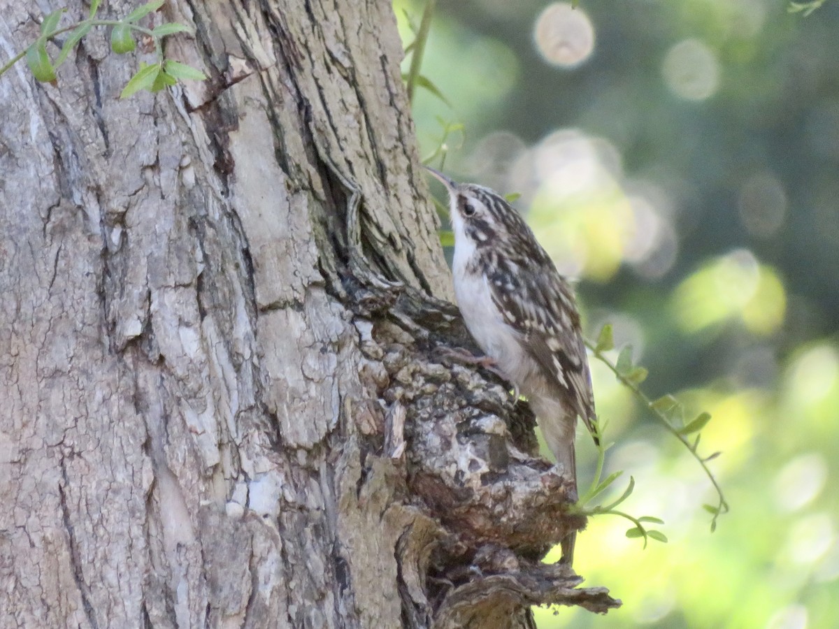 amerikatrekryper - ML644900942