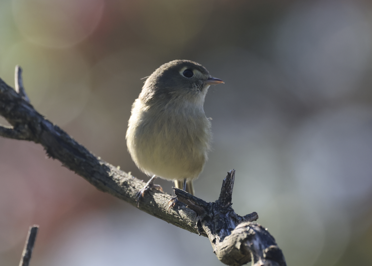 Hutton's Vireo - ML644900943
