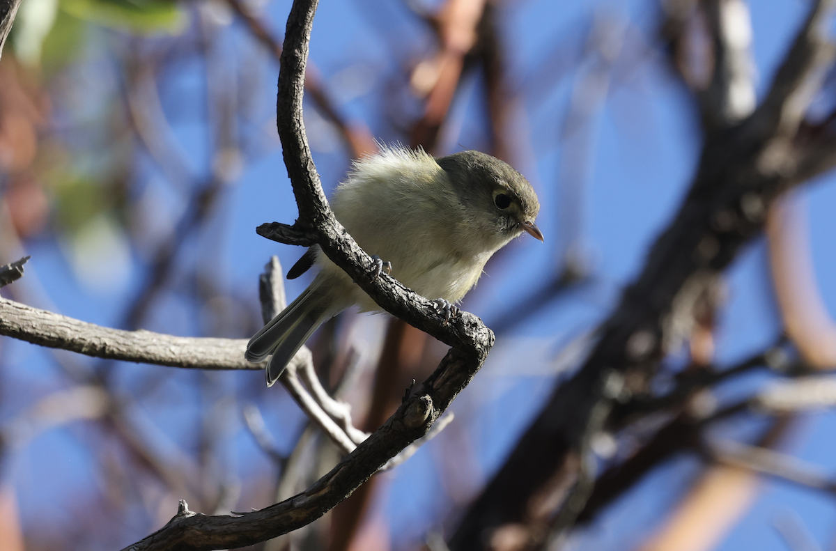 Hutton's Vireo - ML644900964