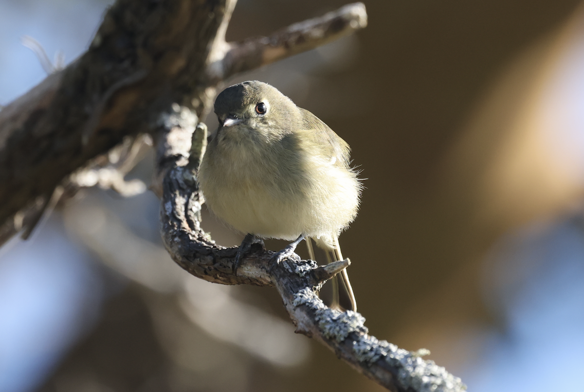 Hutton's Vireo - ML644900967