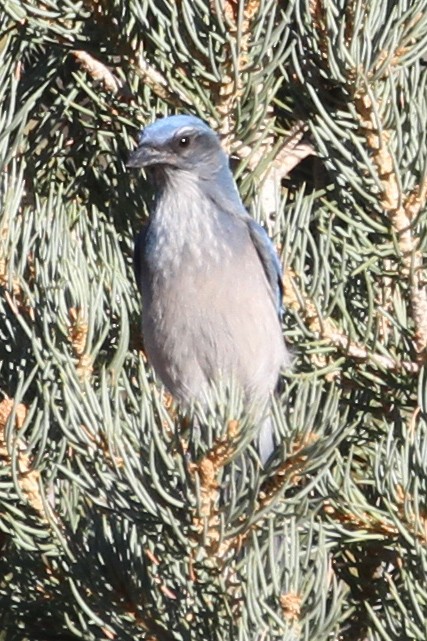 Woodhouse's Scrub-Jay - ML644900968
