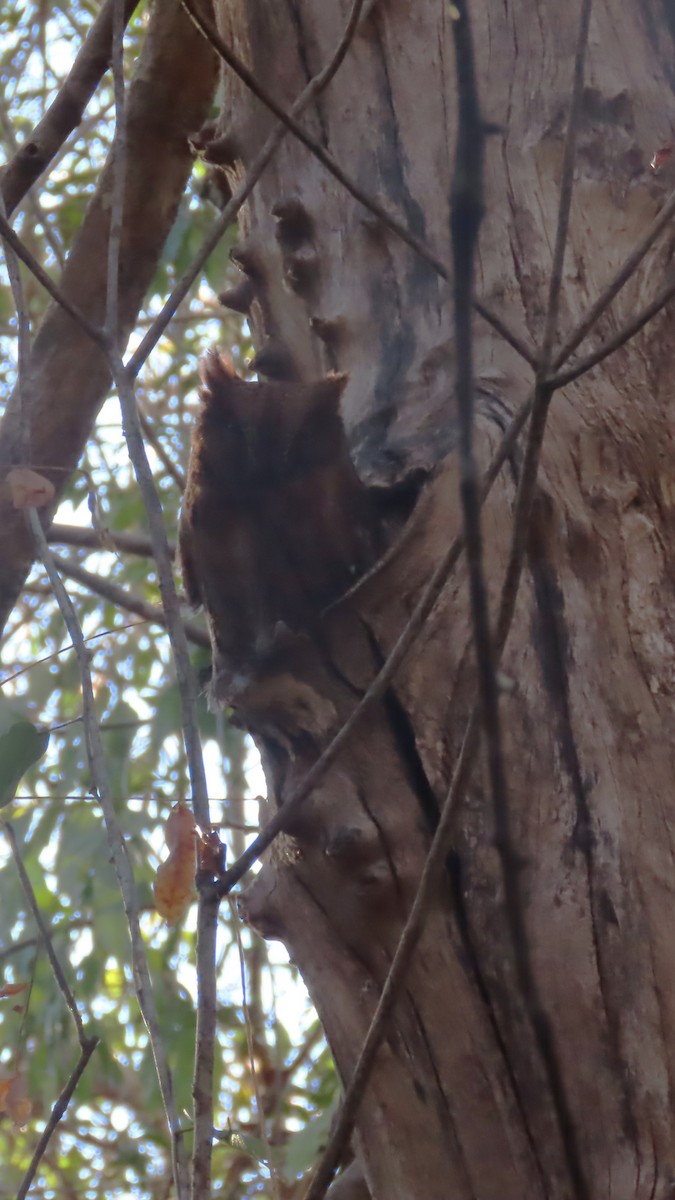 Madagascar Scops-Owl (Torotoroka) - ML644900976