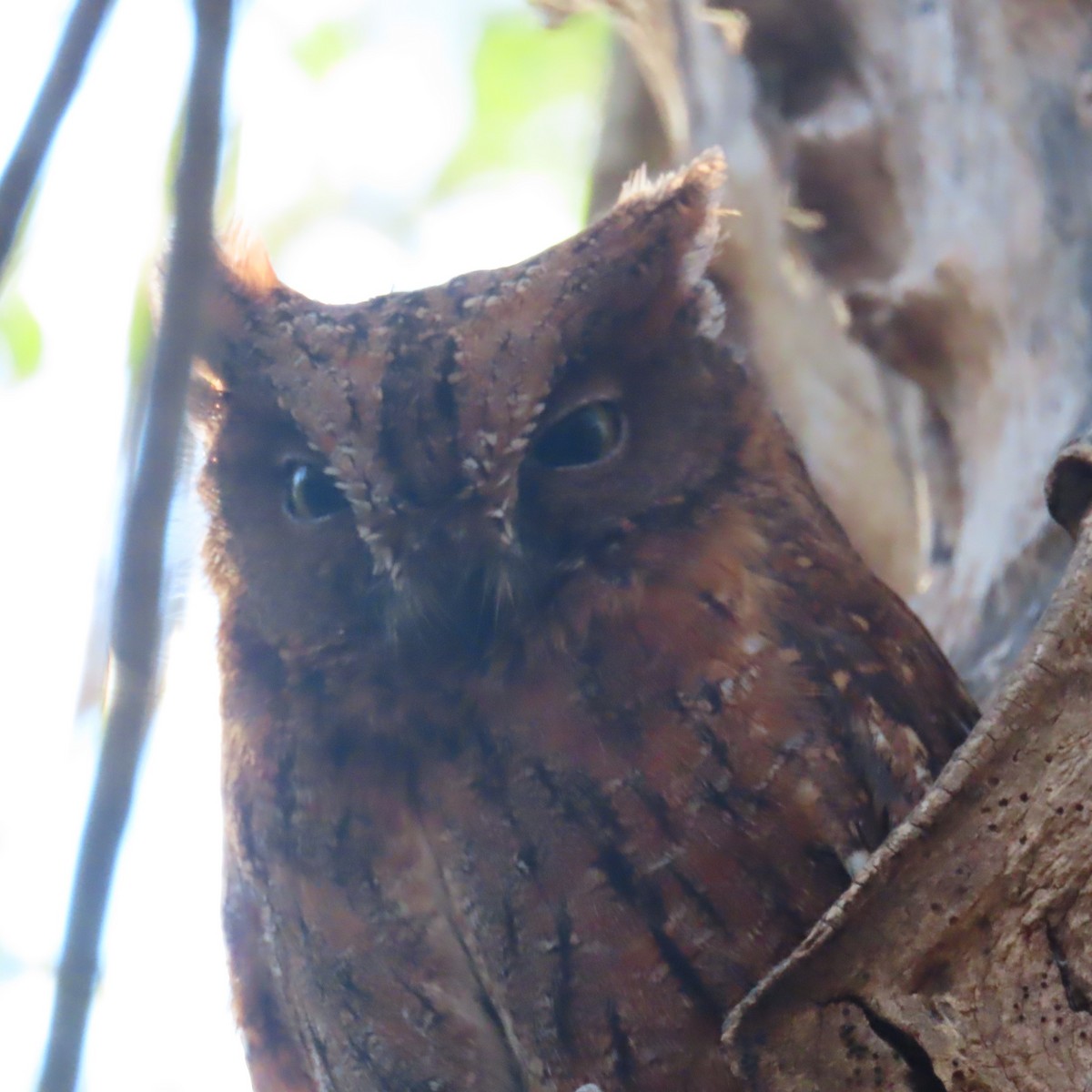 Madagascar Scops-Owl (Torotoroka) - ML644900977