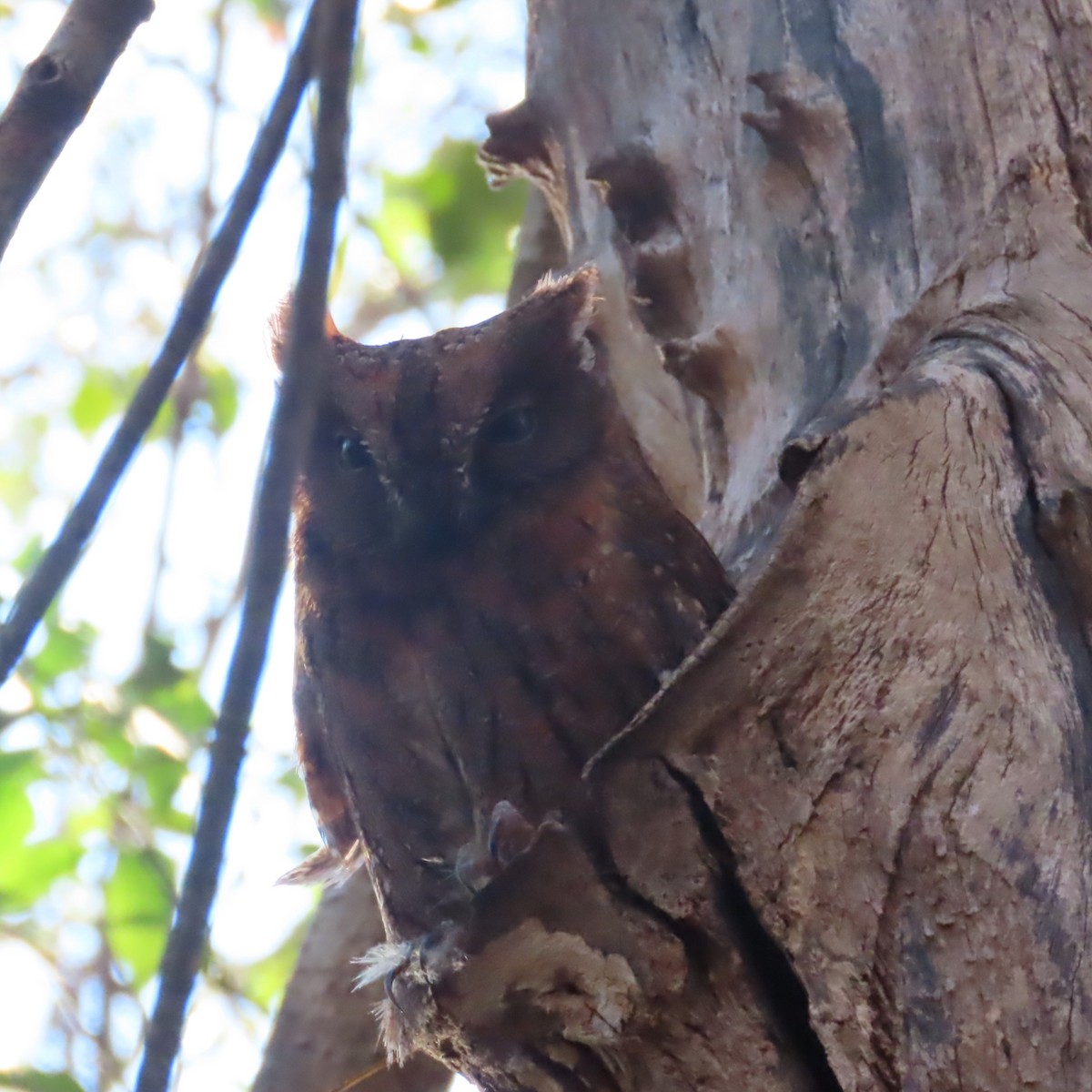 Madagascar Scops-Owl (Torotoroka) - ML644900978