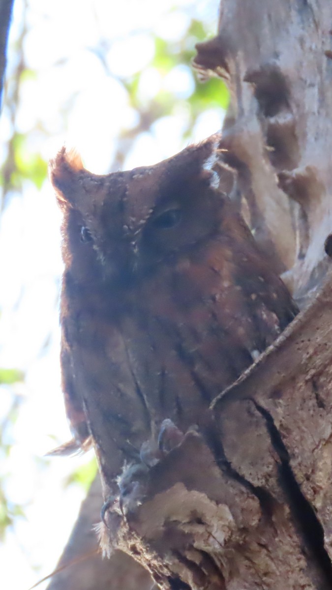 Madagascar Scops-Owl (Torotoroka) - ML644900979