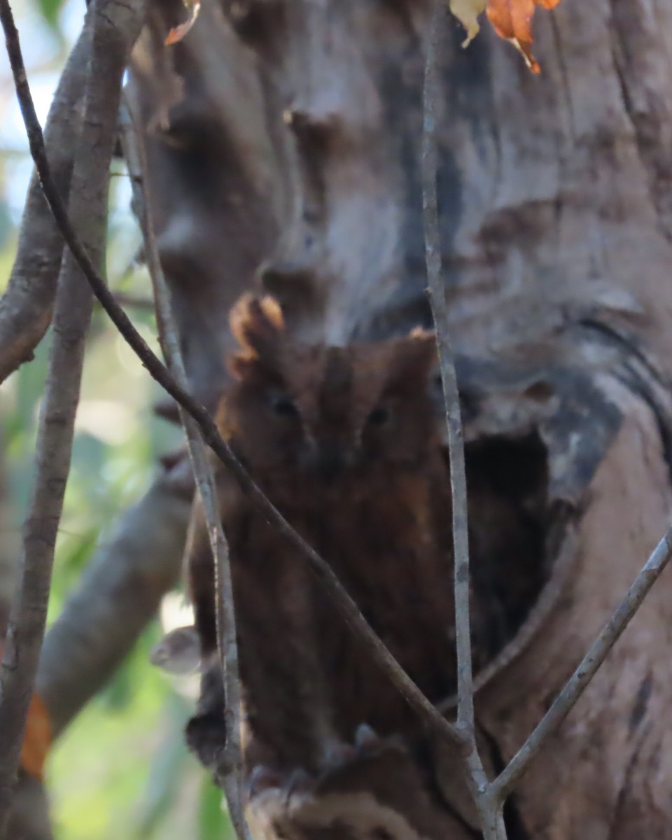 Madagascar Scops-Owl (Torotoroka) - ML644900980