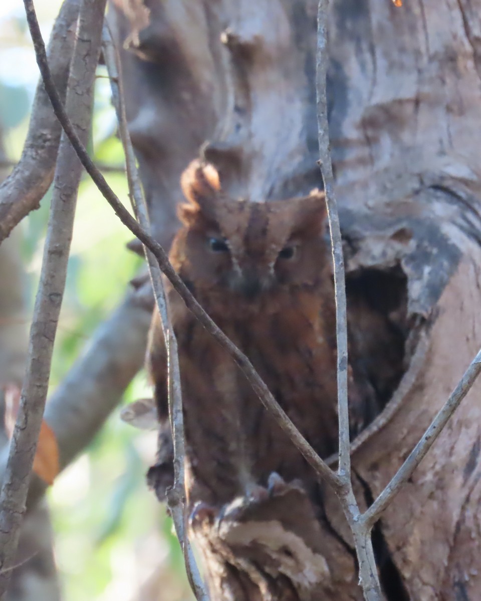 Madagascar Scops-Owl (Torotoroka) - ML644900981