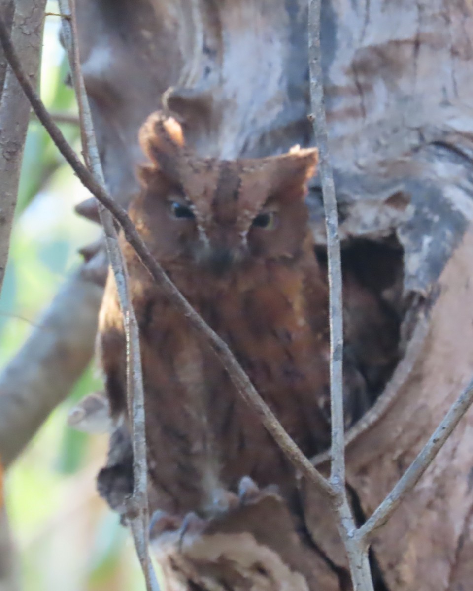 Madagascar Scops-Owl (Torotoroka) - ML644900982